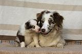 BORDER COLLIE 1055